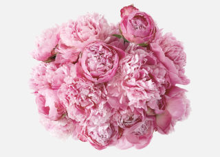 Triple The Peony image number 1